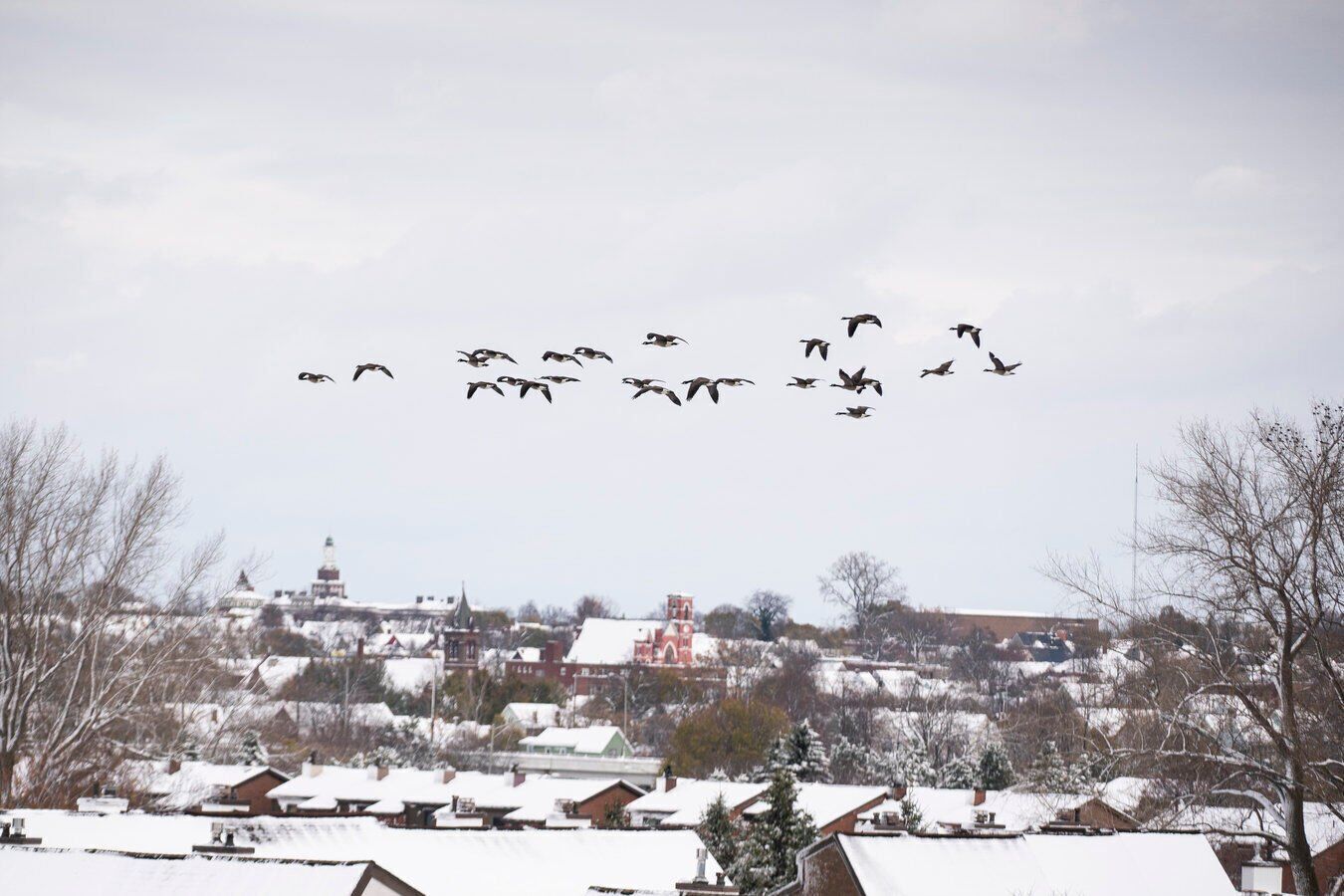 Fleeing geese